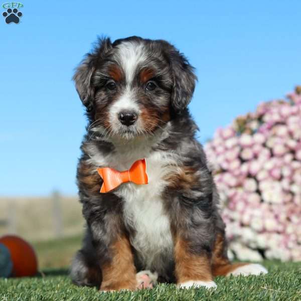 Tucker, Mini Bernedoodle Puppy